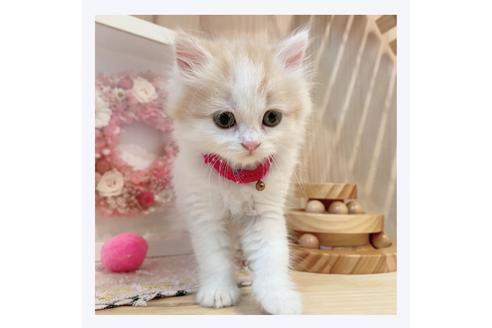 成約済の長野県のミヌエット-29454の2枚目