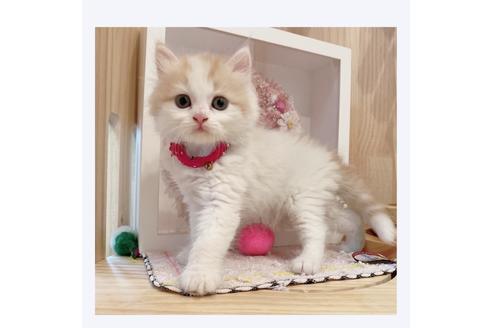 成約済の長野県のミヌエット-29454の1枚目