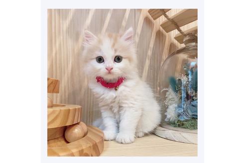 成約済の長野県のミヌエット-29454の3枚目