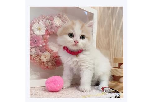 成約済の長野県のミヌエット-29454の4枚目