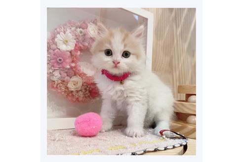 成約済の長野県のミヌエット-29454の5枚目