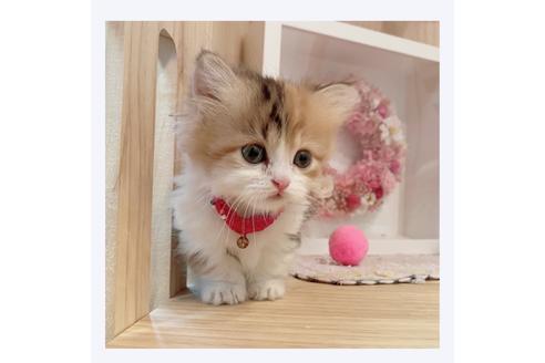 成約済の長野県のミヌエット-29457の2枚目