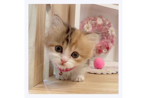 成約済の長野県のミヌエット-29457の3枚目