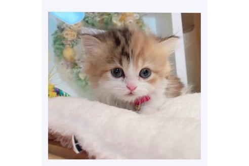 成約済の長野県のミヌエット-29457の4枚目