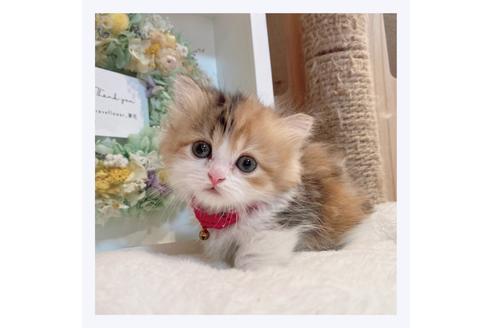 成約済の長野県のミヌエット-29457の5枚目