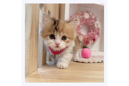 成約済の長野県のミヌエット-29457の1枚目