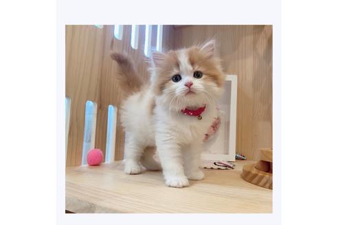 成約済の長野県のマンチカン-29462の2枚目