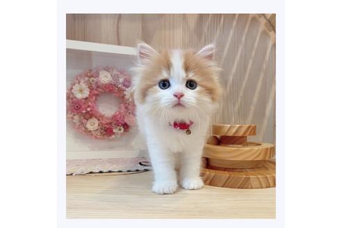 成約済の長野県のマンチカン-29462