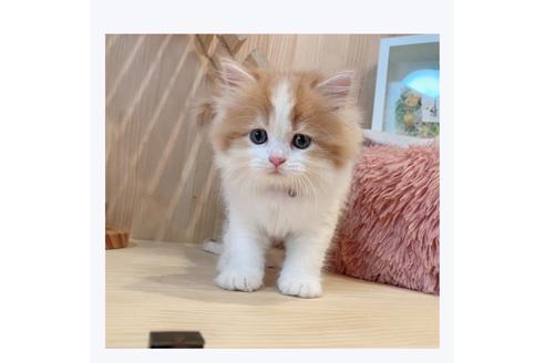 成約済の長野県のマンチカン-29462の3枚目