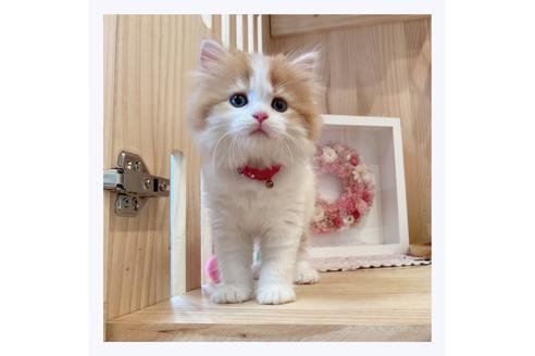 成約済の長野県のマンチカン-29462の5枚目