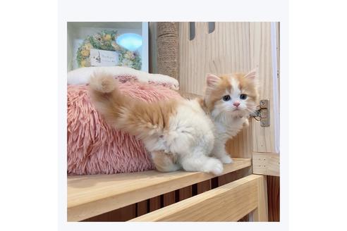 成約済の長野県のマンチカン-29462の4枚目