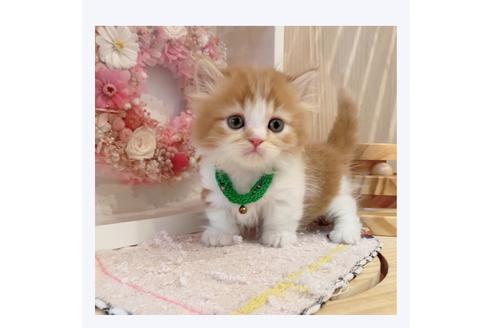 成約済の長野県のミヌエット-29466