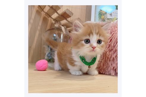 成約済の長野県のミヌエット-29466の3枚目