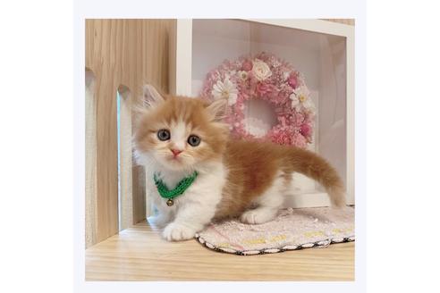 成約済の長野県のミヌエット-29466の4枚目