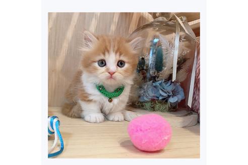 成約済の長野県のミヌエット-29466の5枚目