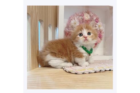 成約済の長野県のミヌエット-29466の2枚目