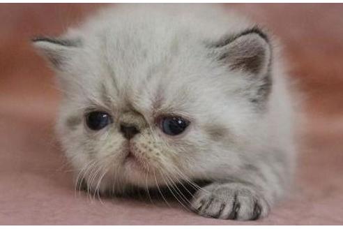 東京都のエキゾチックショートヘア 男の子 22 06 04生まれ シールリンクスポイント むすっとした お顔が可愛らしい男の子 子猫id 子猫ブリーダーナビ