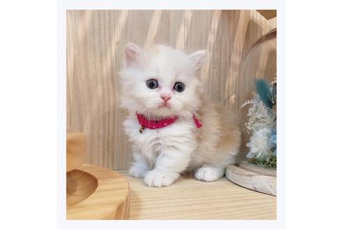 成約済の長野県のミヌエット-29472の3枚目