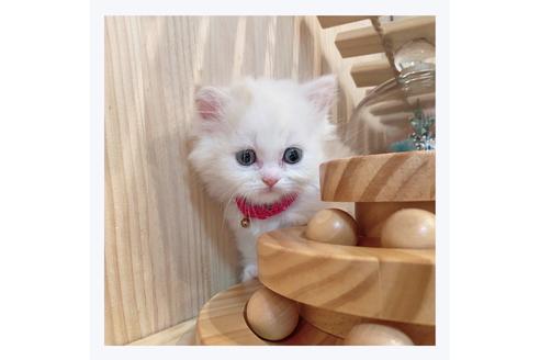 成約済の長野県のミヌエット-29472の4枚目