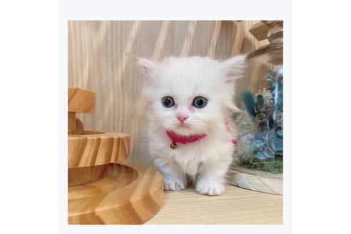 成約済の長野県のミヌエット-29472の1枚目