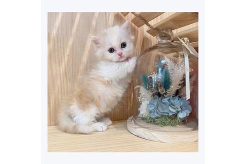 成約済の長野県のミヌエット-29472の5枚目