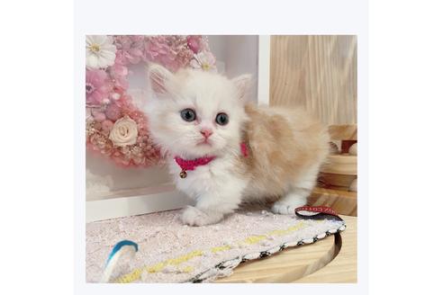 成約済の長野県のミヌエット-29472の2枚目