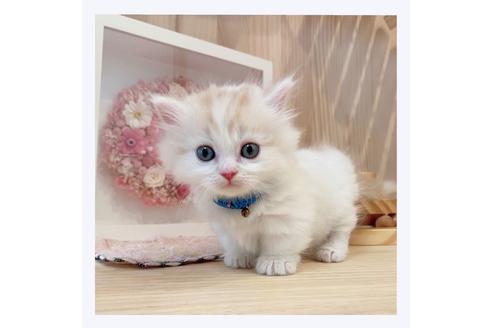 成約済の長野県のミヌエット-29473の1枚目