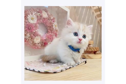 成約済の長野県のミヌエット-29473の2枚目