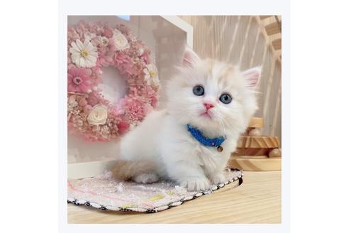 成約済の長野県のミヌエット-29473の4枚目