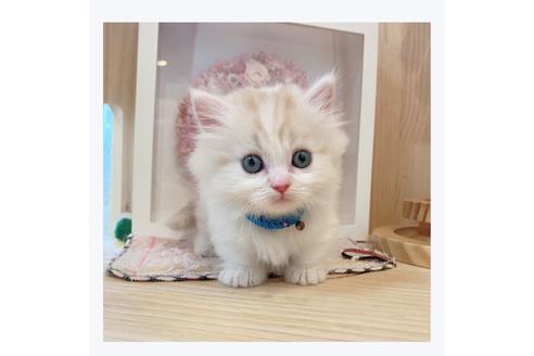 成約済の長野県のミヌエット-29473の5枚目