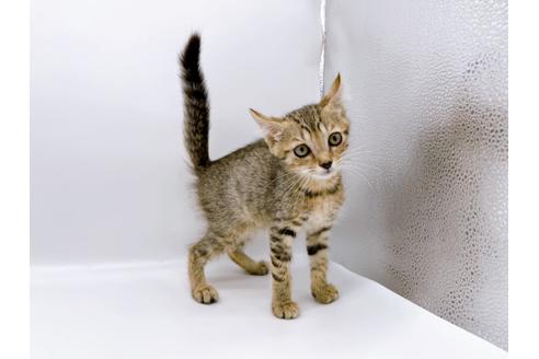 成約済の東京都のその他の猫種-27273の3枚目