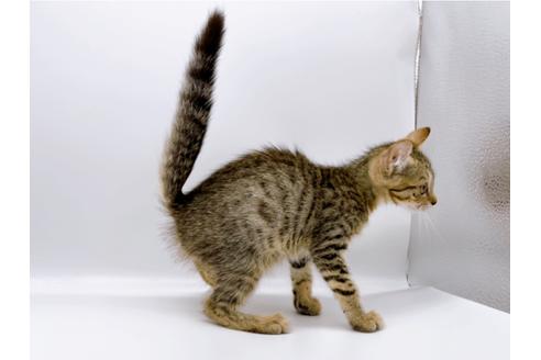 成約済の東京都のその他の猫種-27273の4枚目