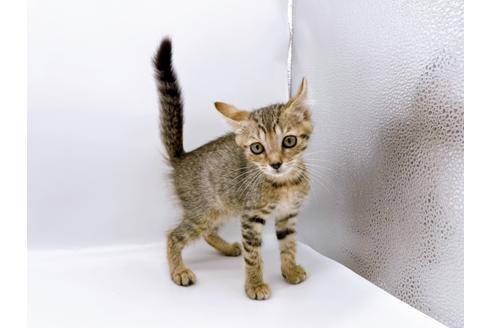 その他の猫種の子猫を探す 17ページ目 子猫ブリーダーナビ
