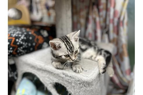 成約済の千葉県のアメリカンショートヘア-27368の2枚目