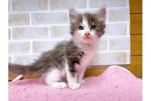 成約済の東京都のサイベリアン-29528