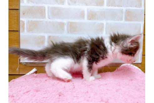 成約済の東京都のサイベリアン-29528の2枚目