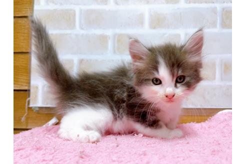 成約済の東京都のサイベリアン-29528の3枚目