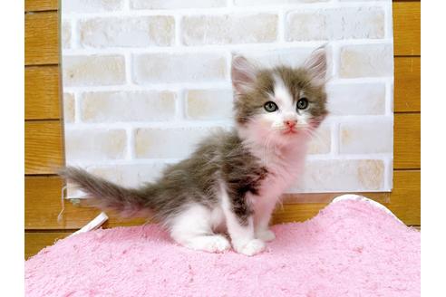 成約済の東京都のサイベリアン-29528の4枚目