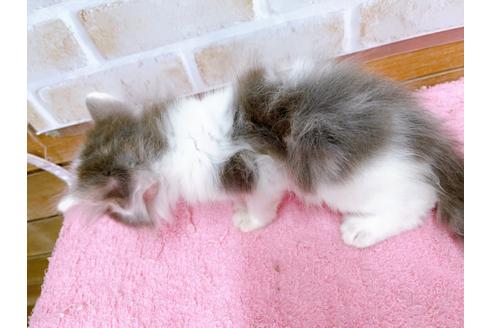 成約済の東京都のサイベリアン-29528の7枚目