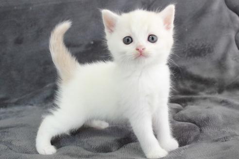 販売中の和歌山県のスコティッシュフォールド-29590の1枚目