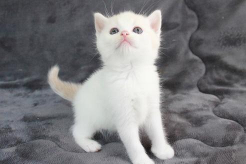 販売中の和歌山県のスコティッシュフォールド-29590の2枚目