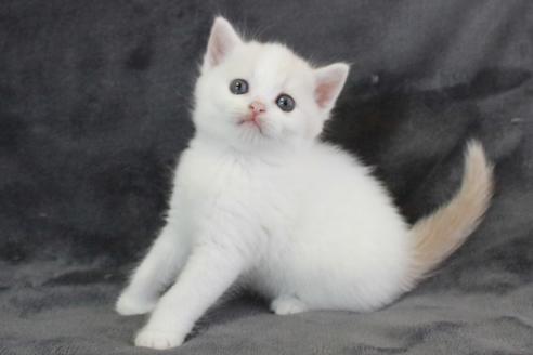 販売中の和歌山県のスコティッシュフォールド-29590の4枚目