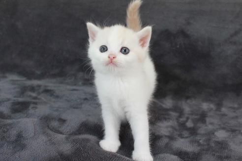 販売中の和歌山県のスコティッシュフォールド-29590の5枚目