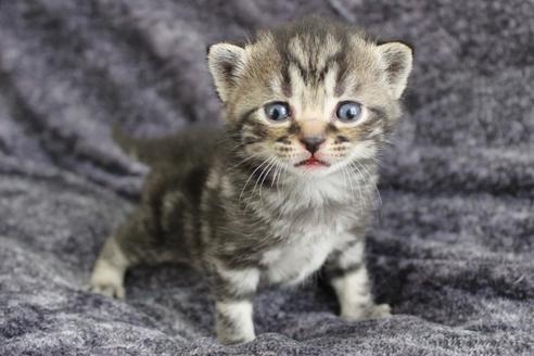 販売中の和歌山県のスコティッシュフォールド-29595の2枚目