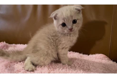 成約済の埼玉県のスコティッシュフォールド-29644の1枚目