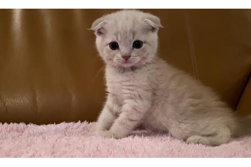 成約済の埼玉県のスコティッシュフォールド-29644の3枚目