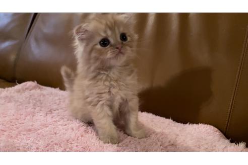 成約済の埼玉県のスコティッシュフォールド-29647の3枚目