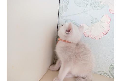 成約済の東京都のその他の猫種-29661の4枚目