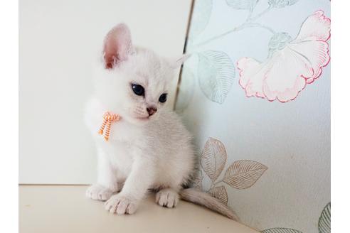 成約済の東京都のその他の猫種-29661の5枚目