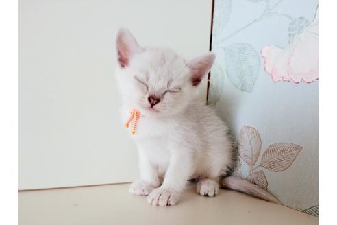 成約済の東京都のその他の猫種-29661の6枚目